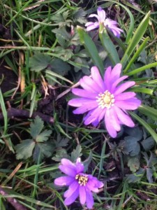 Lilac Flowers