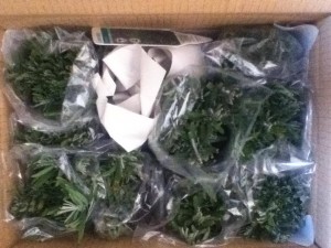 lavender_plants