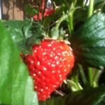 strawberries