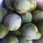 greengages_in_my_garden