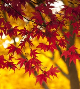Japanese_acer_leaves
