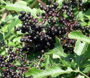 elderberries - small