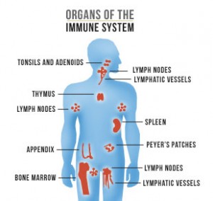 immune-system