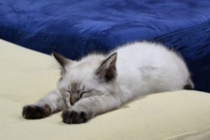 sleepy cat