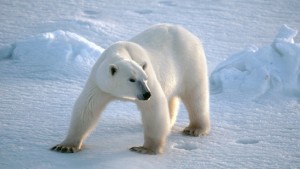 bear
