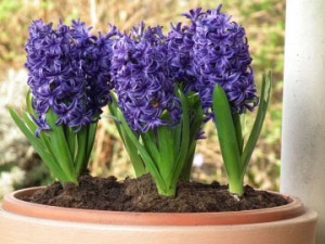 hyacinths