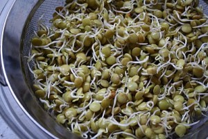 sprouted_green_lentils
