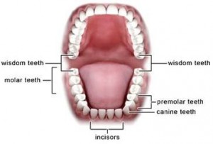 WisdomTeeth