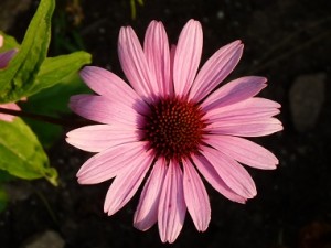 echinacea_flower