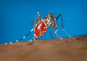 zika_aedes_aegypti-mosquito