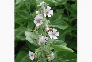 marshmallowplant