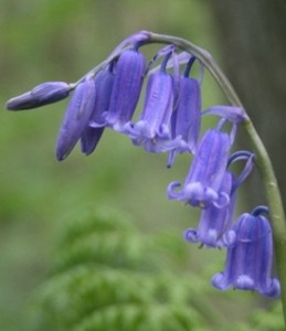 bluebell