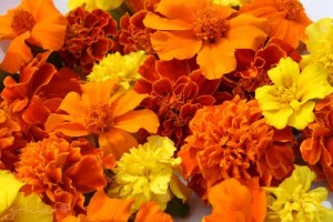 marigold