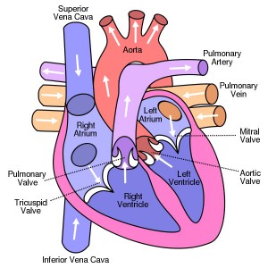 heartdiagram