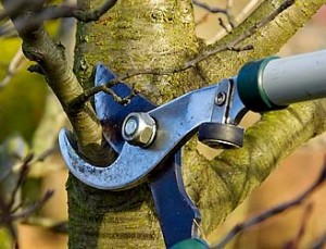 pruning_tree