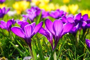 crocus-pixabay