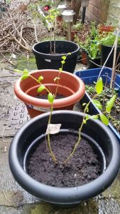 fruit_trees