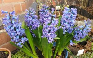 hyacinths_mine_600